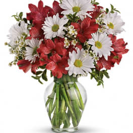 Dancing in Daisies