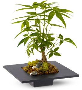 Money Tree in Cibolo TX, Jo's Flowers and Gifts