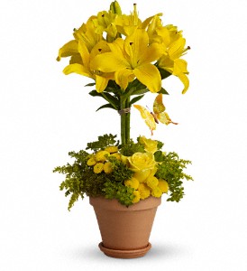 Yellow Fellow in Cibolo TX, Jo's Flowers and Gifts
