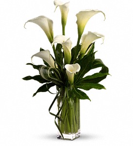 My Fair Lady by Teleflora in Cibolo TX, Jo's Flowers and Gifts