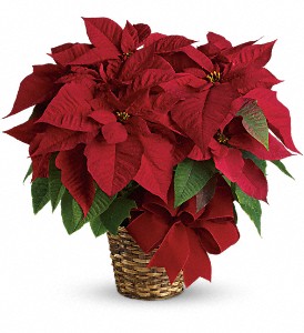 Red Poinsettia in Cibolo TX, Jo's Flowers and Gifts
