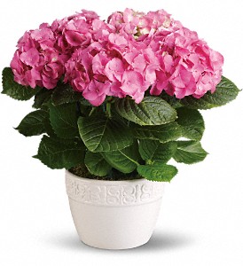 Happy Hydrangea - Pink in Cibolo TX, Jo's Flowers and Gifts