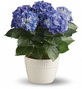Happy Hydrangea - Blue in Cibolo TX, Jo's Flowers and Gifts
