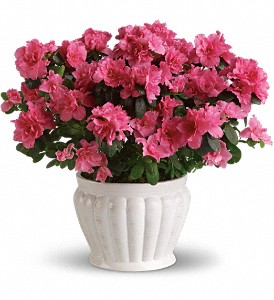 Pretty in Pink Azalea in Cibolo TX, Jo's Flowers and Gifts