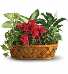 Plants Galore in Cibolo TX, Jo's Flowers and Gifts