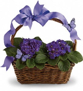 Violets And Butterflies in Cibolo TX, Jo's Flowers and Gifts