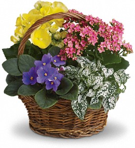 Spring Has Sprung Mixed Basket in Cibolo TX, Jo's Flowers and Gifts