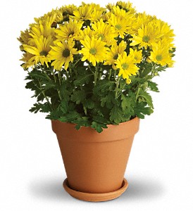 Sweet as a Daisy in Cibolo TX, Jo's Flowers and Gifts