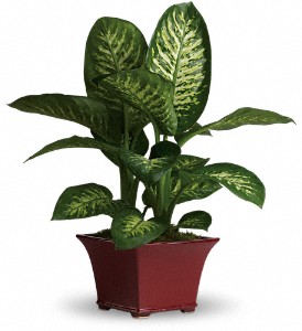 Delightful Dieffenbachia in Cibolo TX, Jo's Flowers and Gifts