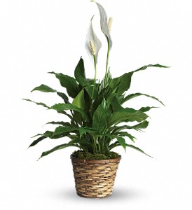 Simply Elegant Spathiphyllum - Small in Cibolo TX, Jo's Flowers and Gifts