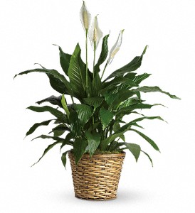Simply Elegant Spathiphyllum - Medium in Cibolo TX, Jo's Flowers and Gifts