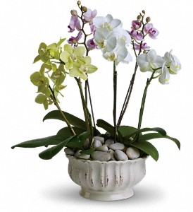 Regal Orchids in Cibolo TX, Jo's Flowers and Gifts