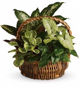 Emerald Garden Basket in Cibolo TX, Jo's Flowers and Gifts