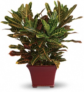 Stately Croton in Cibolo TX, Jo's Flowers and Gifts